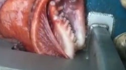 Δείτε την κινηματογραφική διαφυγή ενός μεγάλου χταποδιού από μία μικρή