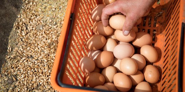 BRODOWIN, GERMANY - JULY 31: Chicken eggs seen at the 'Oekodorf Brodowin GmbH' collectes chicken eggs on July 31, 2017 in Brodowin, Germany. According to recent statistics organic food production in Germany reached a new record in 2016, with 1.25 million hectares of land devoted to organic farming and 27,132 organic farms in operation. The Oekodorf Brodowin farm is among the most modern and produces organic vegetables, meat and dairy products. Since its origins in the early 1990s through the collective efforts of local farmers, the Oekodorf Brodowin farm has continually expanded its capacity and breadth of products. It also has a successful delivery service and has profited from the rise in interest, especially in nearby Berlin, in regional food consumption. (Photo by Axel Schmidt/Getty Images)