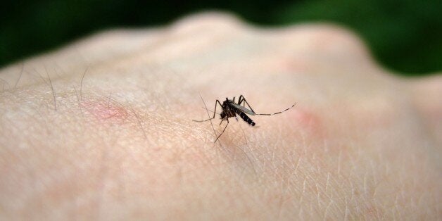 Aedes aegypti mosquito with visible probiscus into the flesh.