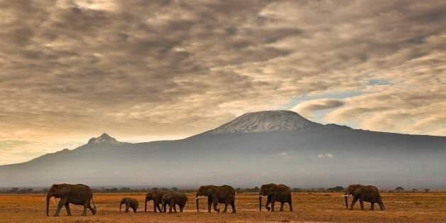 A herd of elephants walk in front of Mount Kilimanjaro in Amboseli National Park on November 3, 2016. / AFP / CARL DE SOUZA (Photo credit should read CARL DE SOUZA/AFP/Getty Images)