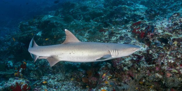 INDIAN OCEAN, MALDIVES - MARCH 19: Whitetip reef shark (Triaenodon obesus) swim over coral reef in the blue water, on March 19, 2017 in Indian Ocean, Maldives.PHOTOGRAPH BY Andrey Nekrasov / Barcroft ImagesLondon-T:+44 207 033 1031 E:hello@barcroftmedia.com -New York-T:+1 212 796 2458 E:hello@barcroftusa.com -New Delhi-T:+91 11 4053 2429 E:hello@barcroftindia.com www.barcroftimages.com (Photo credit should read Andrey Nekrasov / Barcroft Media / Barcroft Media via Getty Images)
