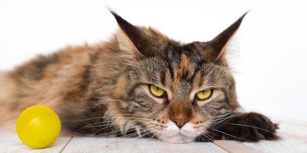 Maine Coon on a wooden table close-up