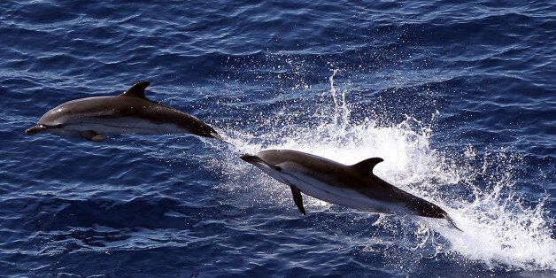 Dolphins jump in the Mediterranean sea, on June 11, 2017. / AFP PHOTO / VALERY HACHE (Photo credit should read VALERY HACHE/AFP/Getty Images)