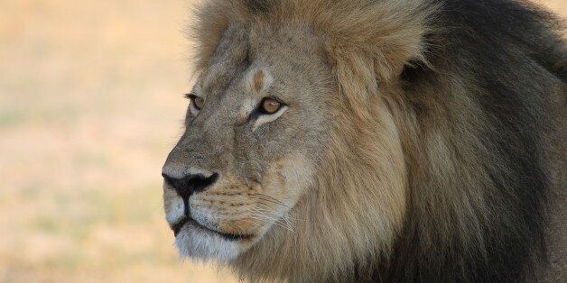Cecil the Lion was killed by a hunter in July 2015. This image was taken the previous year while he was still the king of his pride.
