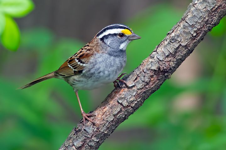 Many varieties of sparrows were among the species of birds that saw the most losses over the past 48 years.