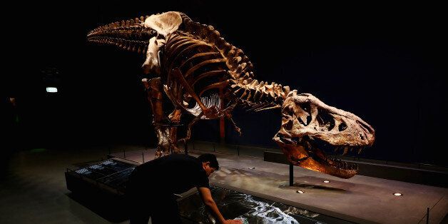 LEIDEN, NETHERLANDS - OCTOBER 17: A general view of the skull, jaw, tail, rib cage and teeth of Trix the female T-Rex exhibition at the Naturalis or Natural History Museum of Leiden on October 17, 2016 in Leiden, Netherlands. The skeleton of Tyrannosaurus rex was excavated in 2013 in Montana, USA, by Naturalis Biodiversity Center. The fossil is part of the Naturalis collection and is more than 80% of the bone volume present. All essential and highÂvolume bones are in place. This places Trix in the top 3 ranking of the most complete Tyrannosaurus rex skeletons in the world. In addition, all the bones are extremely well preserved. The quality of this fossil is unmatched by any other large T-Rex find in the world. (Photo by Dean Mouhtaropoulos/Getty Images)