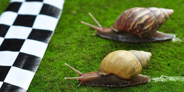 Two snails move towards finishing line