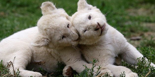 Newly-born white lion cubs play in their enclosure at a private zoo in the village of Dvorec, Czech Republic, July 12, 2017. REUTERS/David W Cerny