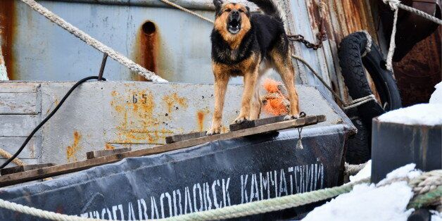 KAMCHATKA TERRITORY, RUSSIA - FEBRUARY 24, 2017: A stray dog barking on a fishing boat. Yuri Smityuk/TASS (Photo by Yuri Smityuk\TASS via Getty Images)