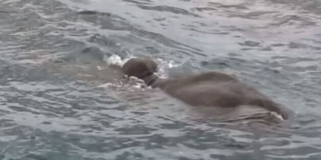 Βίντεο: Η αγωνιώδης διάσωση ενός ελέφαντα στην μέση του ωκεανού. Επιβίωσε κρατώντας την προβοσκίδα του...