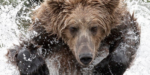 ALASKA - UNDATED: (EXCLUSIVE COVERAGE) Brown Coastal Bear charges powerfully across the river in Bristol Bay in an attepmt to catch a salmon in Alaska. Bravely staring down a bounding 600 pound bear, photographer Charles Glatzer captures one of nature's most impressive sights. Snapping the image on the banks of a salmon filled river in Bristol Bay, Alaska, during the annual autumn bear feeding frenzy, Charles was standing just feet away. Observing the lone male for half an hour as it attempted to pounce on fish to feed on for its winter hibernation, Charles, 53, caught the bear in perfect flight. Once the bear had finally poached its fish supper, it chomped down, preparing itself to roam the river again for another all important meal. (Photo by Charles Glatzer / BMUSA / Getty Images)