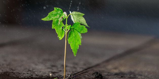 A small green plant growing on wood with rain drops
