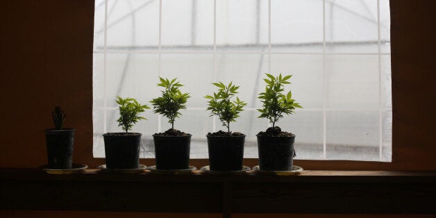 Young cannabis plants are seen at a medical marijuana plantation in northern Israel March 21, 2017. Picture taken March 21, 2017. REUTERS/Nir Elias