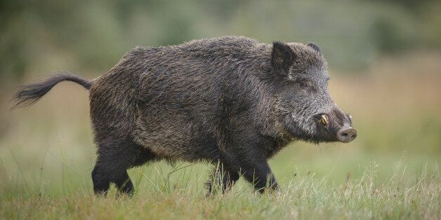 A wild boar forages for acorns in autumn