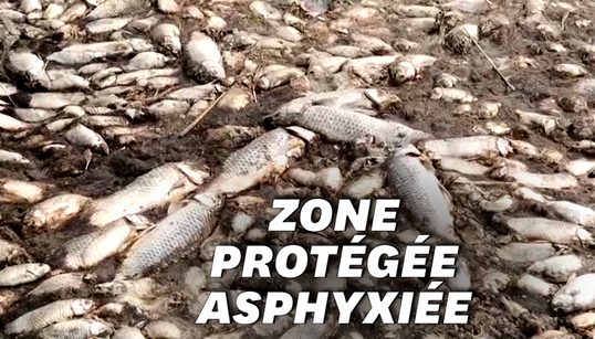 Les images de milliers de poissons protégés morts asphyxiés en