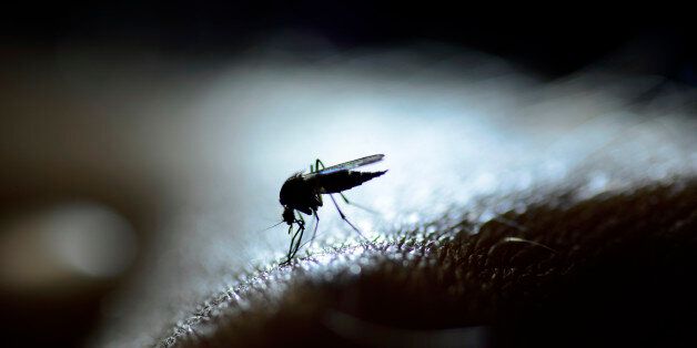 A mosquito in close-up and backlit by a LED-lamp