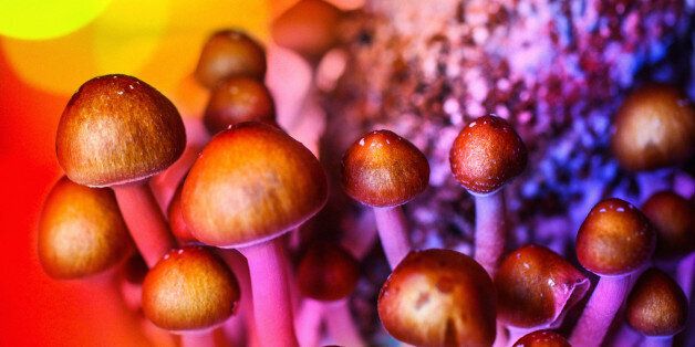 Closeup shot of experimental growth of Psyllocubin mushrooms aka psychedelic mushrooms. Lit by gel colored flashes to represent the effect.