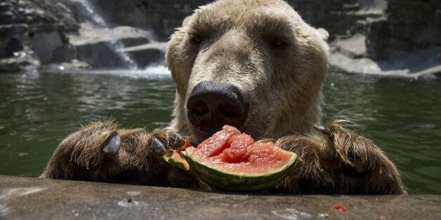 Cezar, a 32 year-old polar bear eats a watermelon in its enclosure in Belgrade's zoo, Serbia July 20, 2015. Temperatures in Serbia have risen up to 40 degrees Celsius (104 degrees Fahrenheit), according to official meteorological data. REUTERS/Marko Djurica TPX IMAGES OF THE DAY TPX IMAGES OF THE DAY