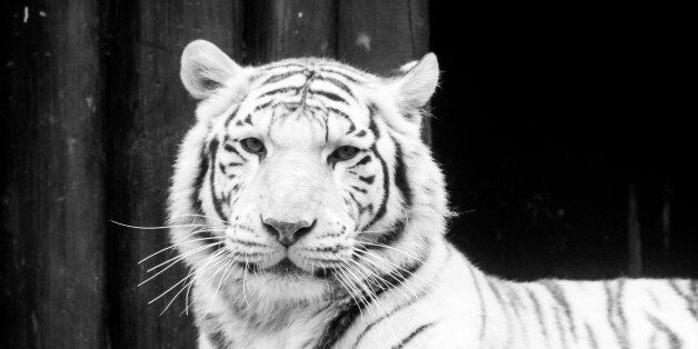 White tiger portrait. Black and white image.