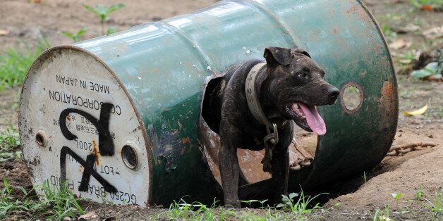 A dog rescued from a South Korean-run online dog fighting racket is chained to a steel barrel used as a temporary shelter before being handled by volunteers from the Philippine Animal Welfare Society (PAWS) in San Pablo City, Laguna province, south of Manila on April 3, 2012. Philippine police on April 1, 2012 rescued the 300 badly injured pitbulls and arrested seven South Koreans after busting a massive online dog fighting syndicate which was broadcasting the fights online to a betting audience. AFP PHOTO/TED ALJIBE (Photo credit should read TED ALJIBE/AFP/Getty Images)