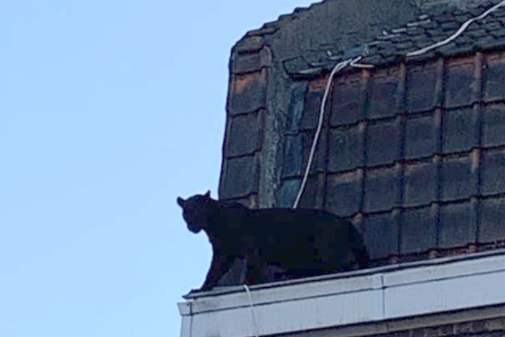 Fotografía proporcionada por la Brigada de Bomberos del norte de Francia de una pantera en la canaleta de un edificio en Armentieres, Francia, el miércoles 18 de septiembre de 2019. (Sapeurs-Pompiers du Nord vía AP)