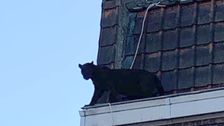 Black Panther Spotted Roaming Rooftops Of Lille, France