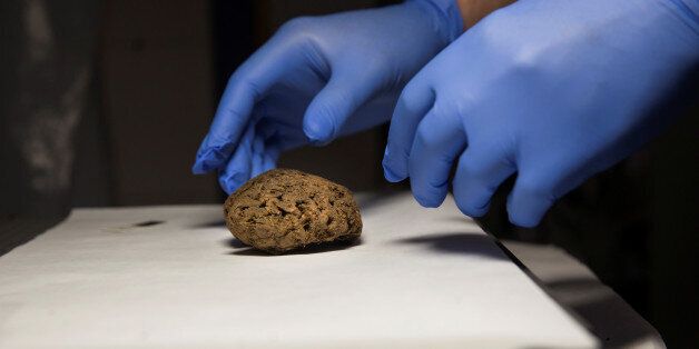 Fernando Serrulla, a forensic anthropologist of the Aranzadi Science Society, prepares to show one of the 45 brains saponified of those killed by forces of the dictator Francisco Franco which were found in 2010 in a mass grave around the area known as La Pedraja, at a laboratory in Verin, Spain, June 8, 2017. Picture taken June 8, 2017. REUTERS/Juan Medin