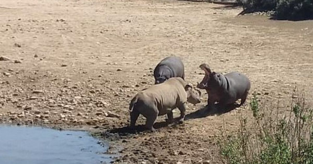 Носорог и осьминог носят десять пар. Носорог против бегемота. Гиппопотам и носорог.