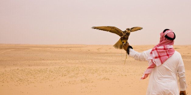 An unidentifiable man in traditional Saudi clothing holds a hunting falcon in the Saudi desert.