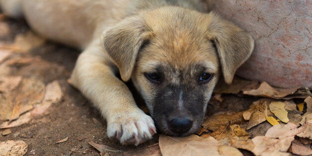 Puppies living in the temple.In Thailand.