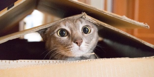 Cat looking startled and surprised while plays hide and seek in a box.