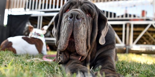 Martha, a Neapolitan Mastiff sits in the grass at The World's Ugliest Dog Competition in Petaluma, California on June 23, 2017. Martha won the competition which included an award of $1500, a trophy and a flight to New York for media appearances. / AFP PHOTO / JOSH EDELSON (Photo credit should read JOSH EDELSON/AFP/Getty Images)