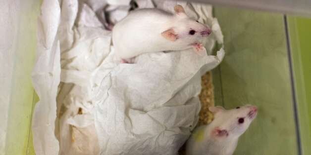 This picture taken on January 23, 2014 shows mice in a box at the Neurosciences rechearch Center CERMEP in Bron, near Lyon. AFP PHOTO / PHILIPPE MERLE (Photo credit should read PHILIPPE MERLE/AFP/Getty Images)