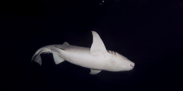 INDIAN OCEAN, MALDIVES - APRIL 22: Tawny Nurse sharks (Nebrius ferrugineus) swims in the night on April 22, 2017 in Indian Ocean, Maldives.PHOTOGRAPH BY Andrey Nekrasov / Barcroft MediaLondon-T:+44 207 033 1031 E:hello@barcroftmedia.com -New York-T:+1 212 796 2458 E:hello@barcroftusa.com -New Delhi-T:+91 11 4053 2429 E:hello@barcroftindia.com www.barcroftimages.com (Photo credit should read Andrey Nekrasov /Barcroft Images / Barcroft Media via Getty Images)