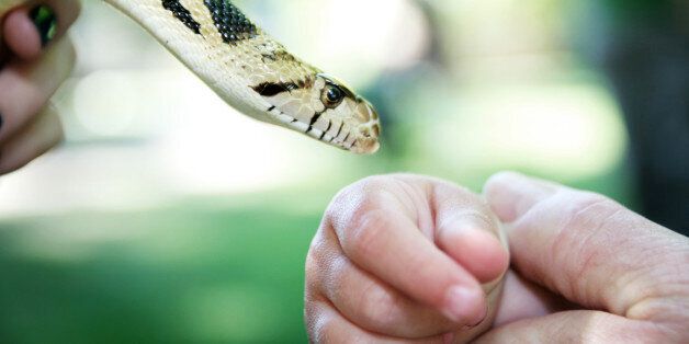 Childs hand next to a snake; makes for an interesting good and evil type theme; perhaps even Garden of Eden representation. Horizontal with copy space.