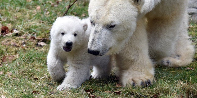 MUNICH, GERMANY - FEBRUARY 24: Baby polar bear Q seen with mother bear Giovanna seen at Hellabrunn Zoo, on February 24, 2017 in Munich, Germany. PHOTOGRAPH BY Animal Press / Barcroft ImagesLondon-T:+44 207 033 1031 E:hello@barcroftmedia.com -New York-T:+1 212 796 2458 E:hello@barcroftusa.com -New Delhi-T:+91 11 4053 2429 E:hello@barcroftindia.com www.barcroftimages.com (Photo credit should read Animal Press / Barcroft Images / Barcroft Media via Getty Images)