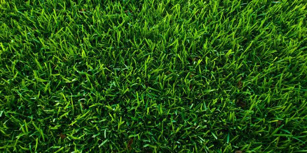 Green bermuda grass in the summer.
