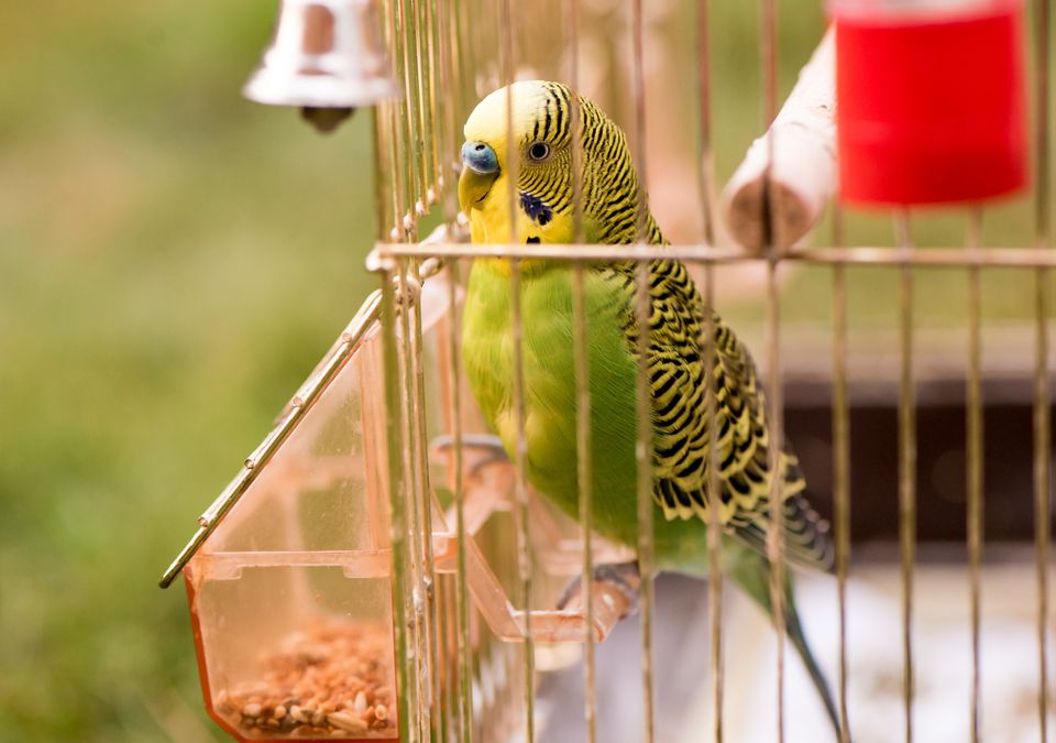 Οι πληθυσμοί των πτηνών στις ΗΠΑ και τον Καναδά μειώθηκαν κατά 3 δις σε 50