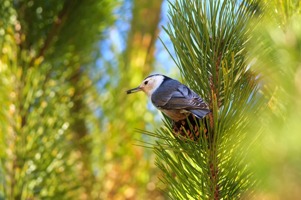 A white-nuthatch (Sitta carolinensis) gathers seeds from pinecones in Maxwell Canyon, Utah, USA.