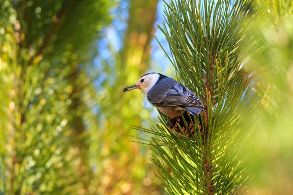 A white-nuthatch (Sitta carolinensis) gathers seeds from pinecones in Maxwell Canyon, Utah,