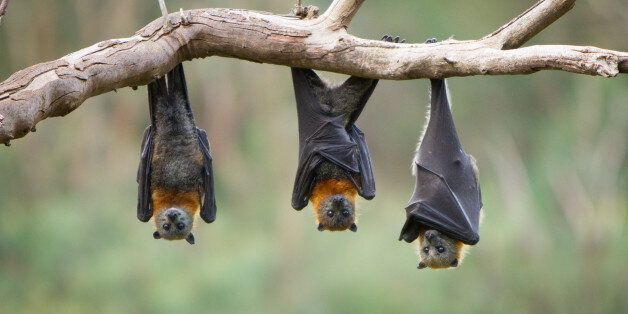 Three bats