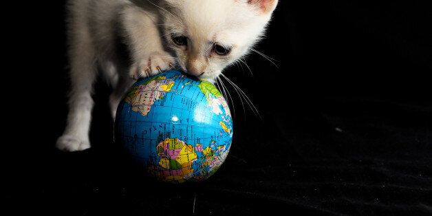 White Young Baby Cat and Globe on a Black Background