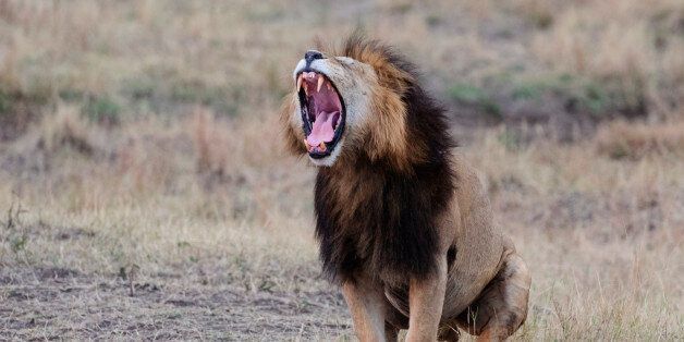 Lion sitting, roaring with great fangs, Panthera Leo, Masai Mara National Reserve.