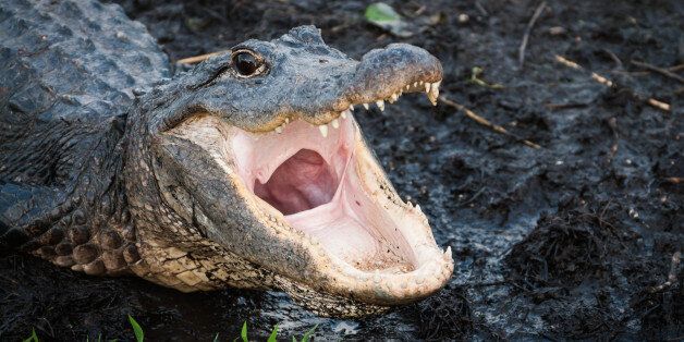 Alligator with jaws open wide at Everglades National Park