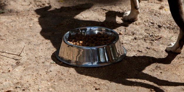 The shadow of a dog falls on the ground as it walks past its feeding bowl at the Tierra de Animales (Land of Animals) sanctuary for dogs in Cancun October 20, 2012. Tierra de Animales was founded in March 2011 as a refuge for abandoned or abused dogs, and since its founding has taken in more than 700 dogs. REUTERS/Victor Ruiz Garcia (MEXICO - Tags: SOCIETY ANIMALS)