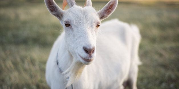 White Goat head