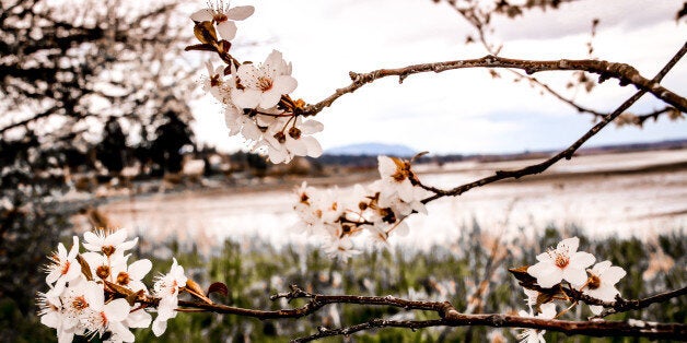 A spring cherry blossom tree in bloom in April, in front of the Pacific Ocean background in Royston, British Columbia.