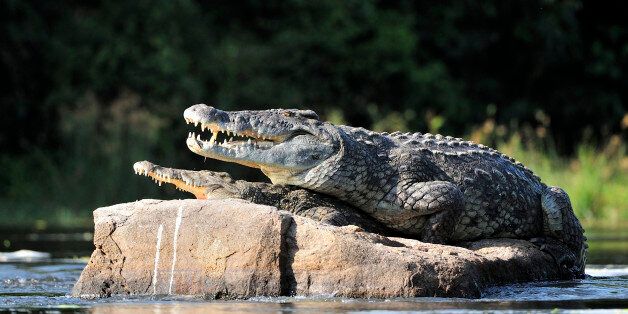 Nile crocodile. Two crocodiles , having opened from a heat to graze, sit on one big stone in the middle of sources of Nile. Nile crocodile. Two crocodiles , having opened from a heat to graze, sit on one big stone in the middle of sources of Nile.The Nile crocodile (Crocodylus niloticus)