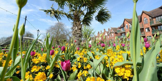 BEDFORD, UNITED KINGDOM - MARCH 30: Embankment looks like the South of France with the spring flowers and palm against blue skies on March 30, 2017 in Bedford, England.The hot weather has come and the town looks very pretty in its spring colours on Bedford's Embankment. PHOTOGRAPH BY Tony Margiocchi/Barcroft ImagesLondon-T:+44 207 033 1031 E:hello@barcroftmedia.com -New York-T:+1 212 796 2458 E:hello@barcroftusa.com -New Delhi-T:+91 11 4053 2429 E:hello@barcroftindia.com www.barcroftimages.com (Photo credit should read Tony Margiocchi/Barcroft Images / Barcroft Media via Getty Images)