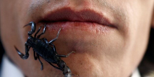 A scorpion walks on the face of Palestinian man Nabeel Mussa, who keeps scorpions and snakes as a hobby and eats them, at his house in Riyadh, Saudi Arabia January 17, 2017. REUTERS/Faisal Al Nasser